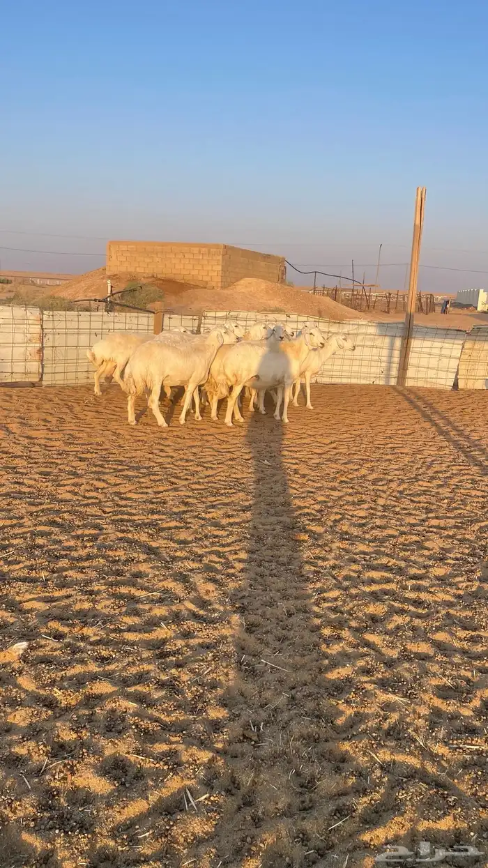 غنم حريات دفيع 11 راس 2