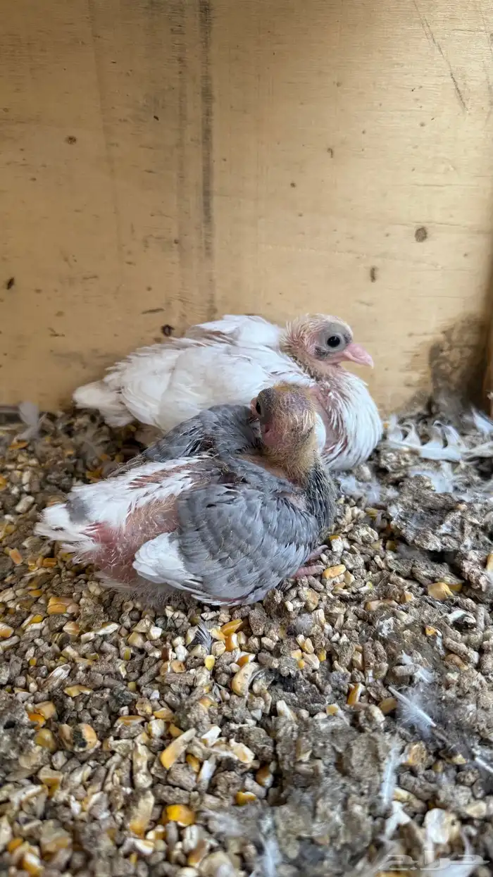 حمام قطيفي قلابي 5