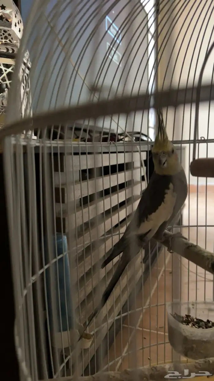 طائر كروان 0