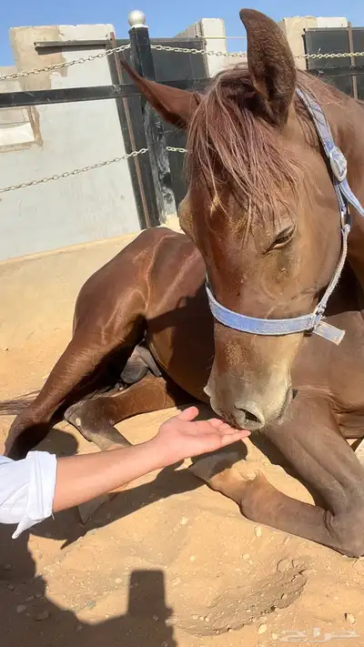 حصان شعبي شيخ index