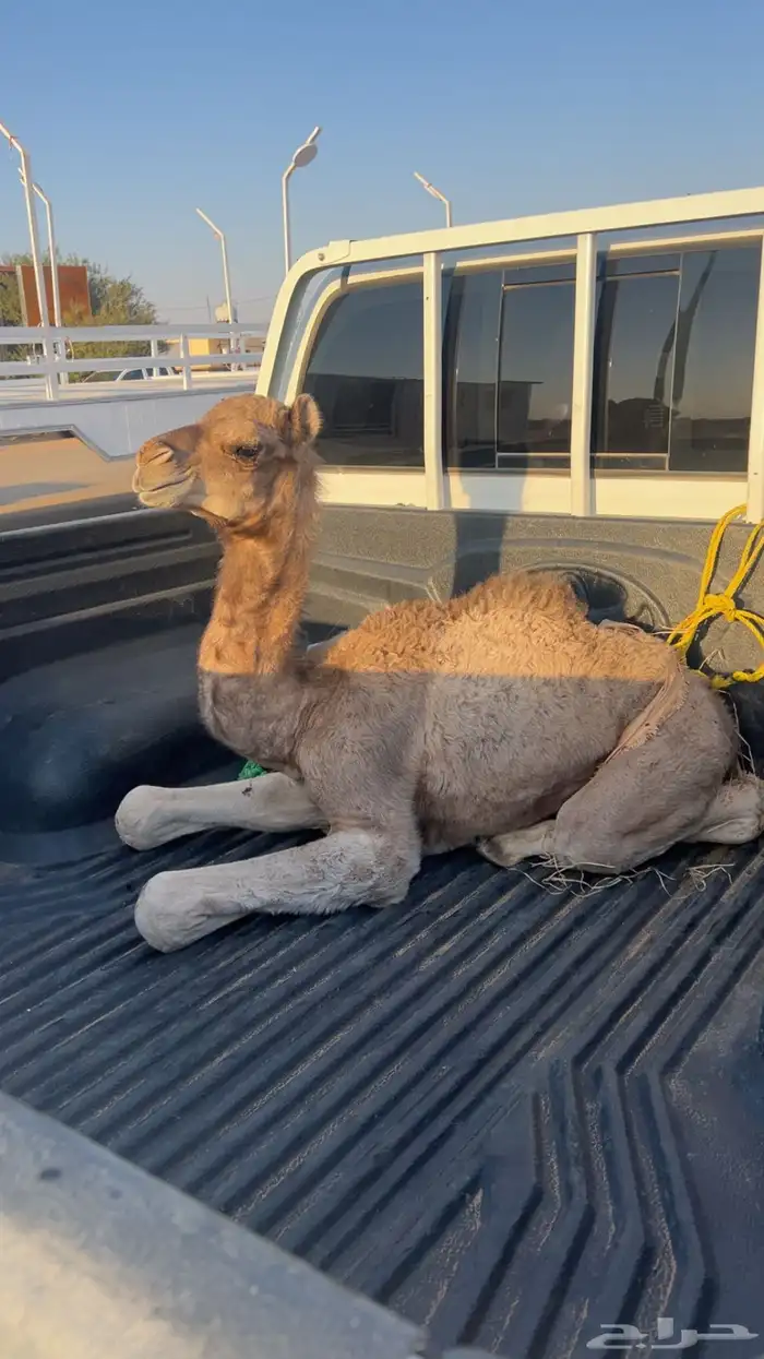 قعود ضيار صحته شرط 0