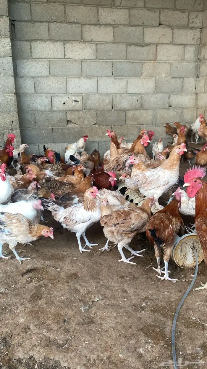 chickens 1500 pieces 3