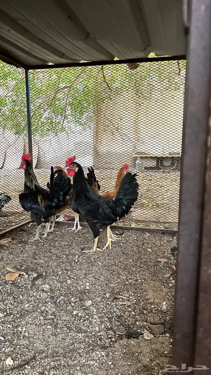 دجاج بلدي 1