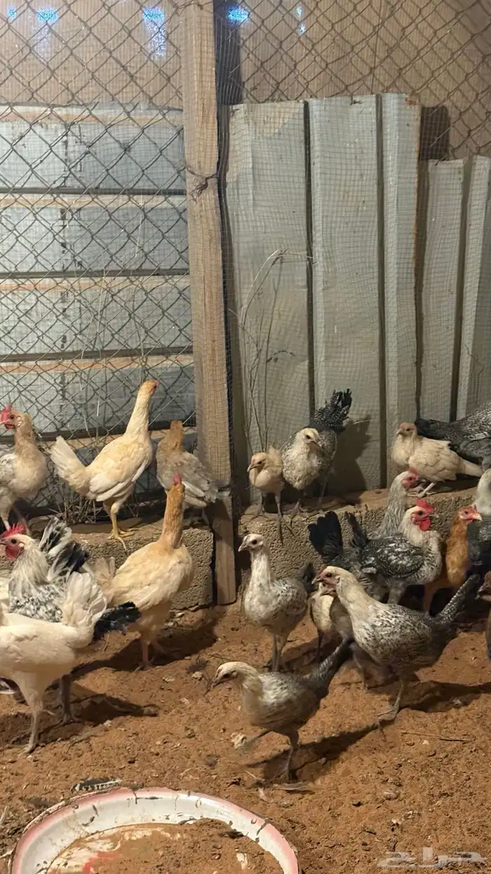 دجاج للبيع 1