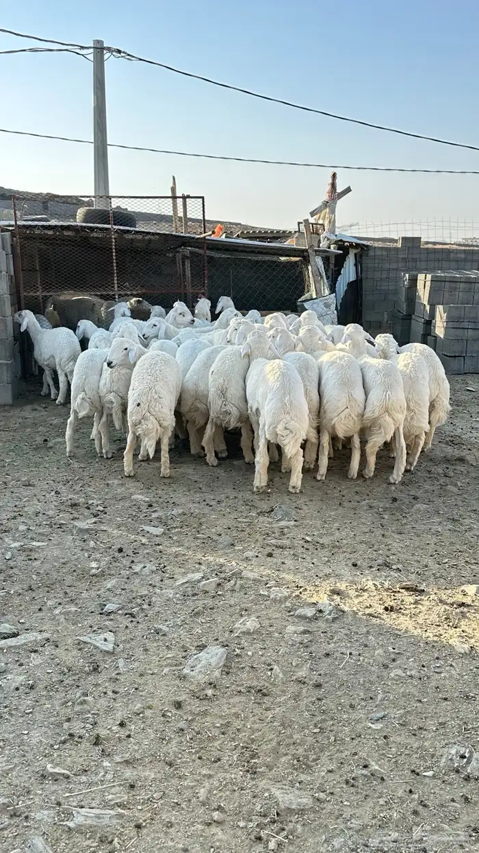 طليان جبره 1