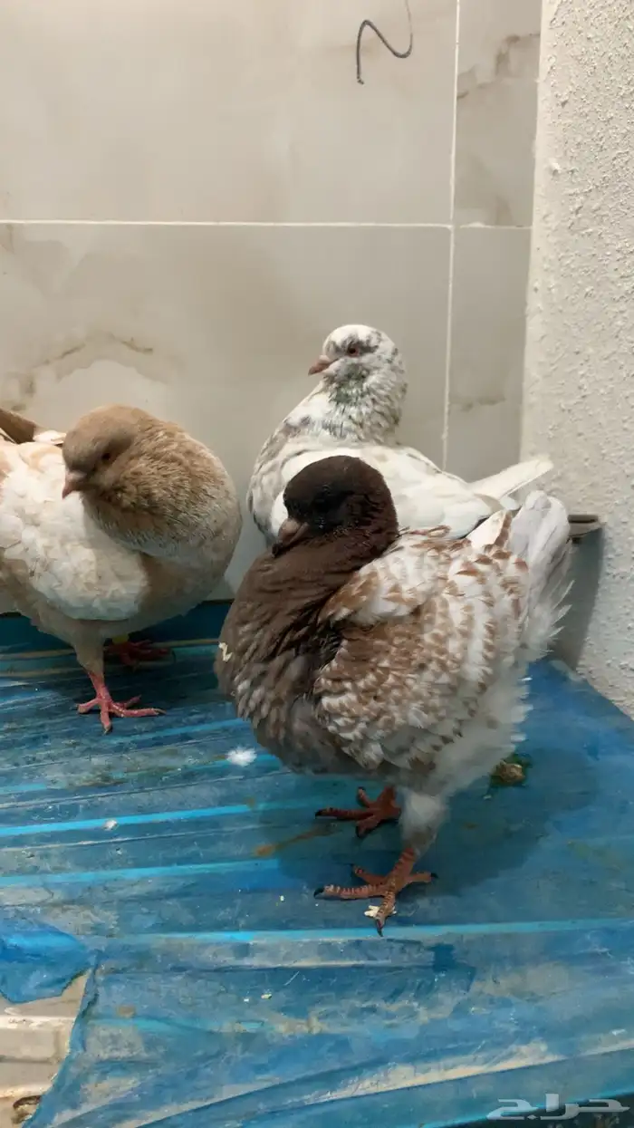 حمام كنق شرط انتاج ومستوى سوبر سوبر جامبو 1