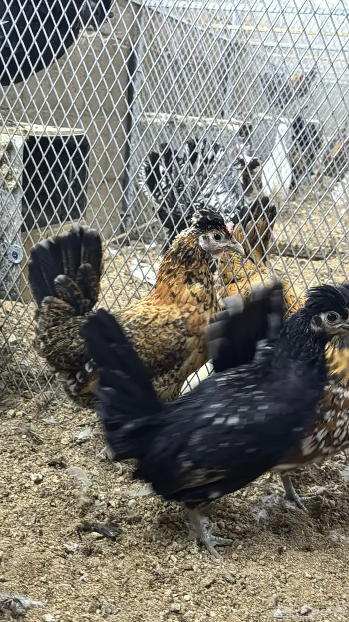 دجاج كويتي حباحب مشكل 63