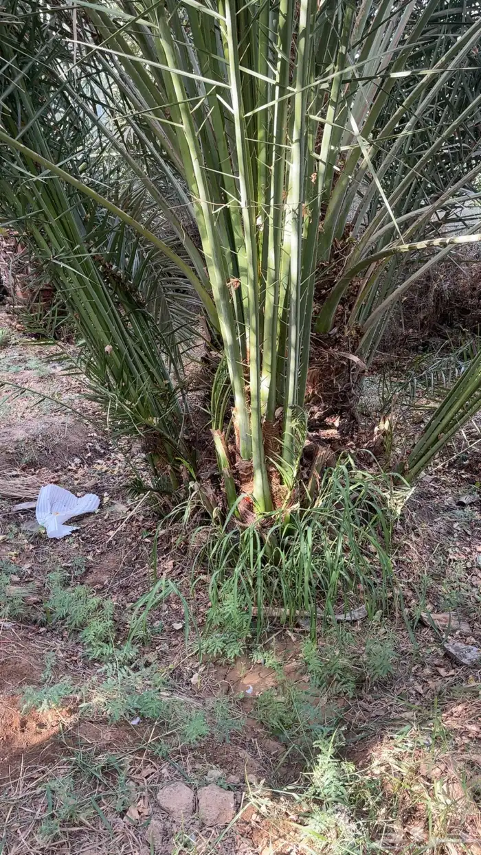 نخل مثمر بجميع أنواعه اخلاص برحي سكري مجدول وجميع انواع الن 14