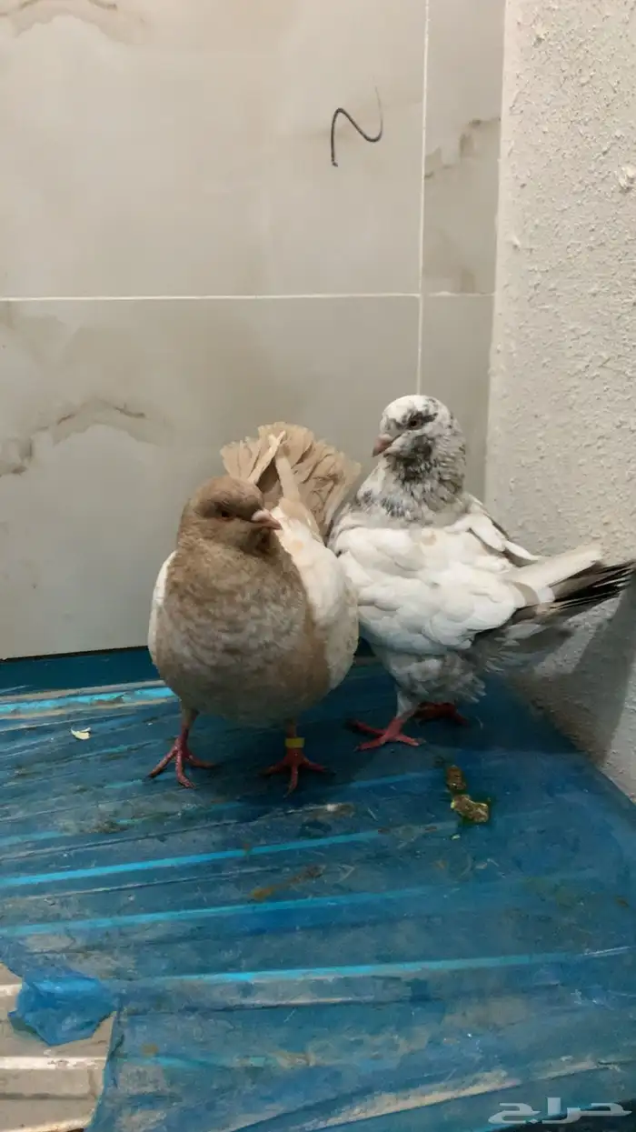 حمام كنق شرط انتاج ومستوى سوبر سوبر جامبو 5