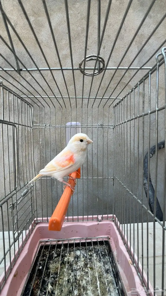 ماشاءالله أنثى كناري رد فاكتر 3