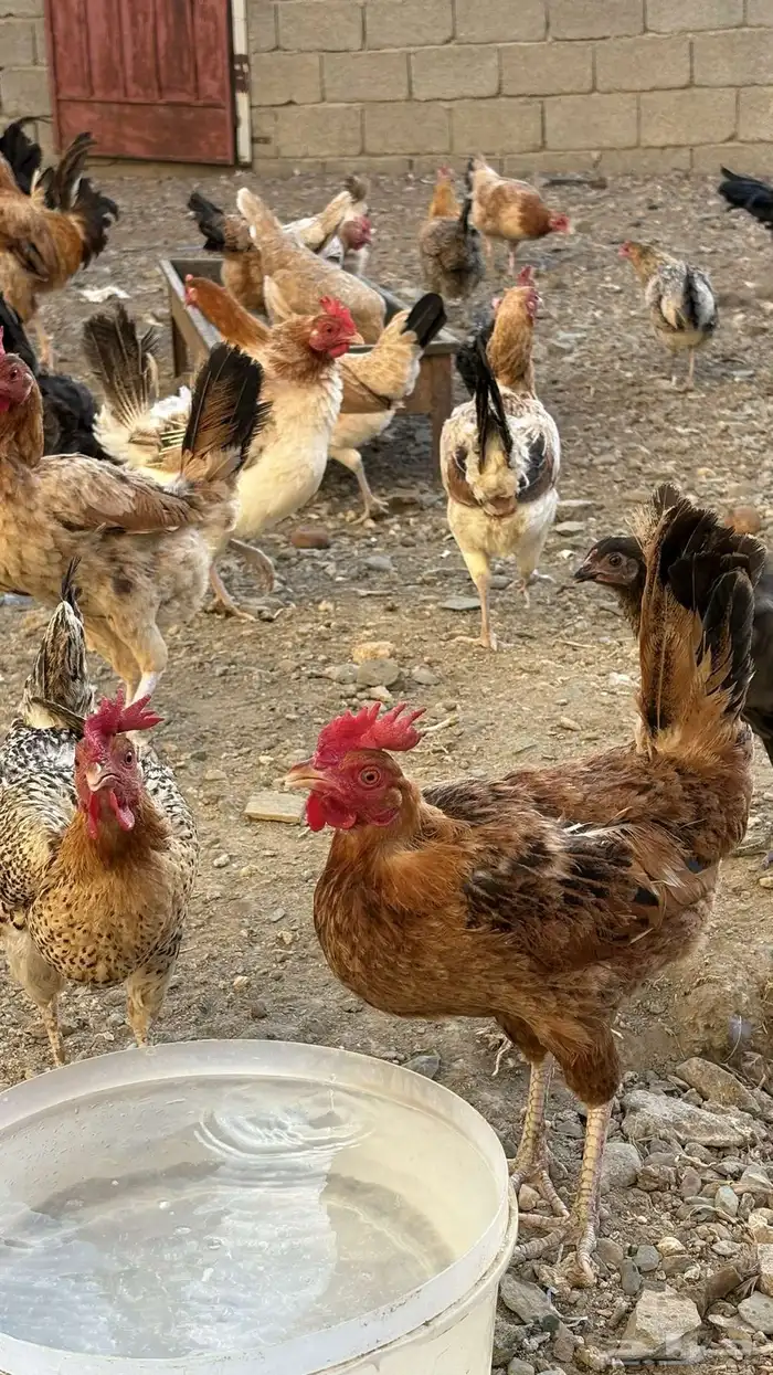 دجاج بلدي للبيع 2