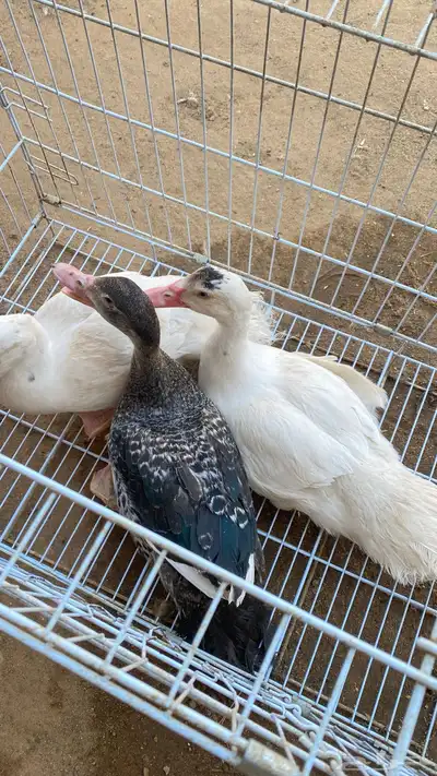 بط للبيع index