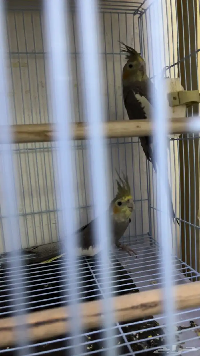 بغبغاء كروان 1