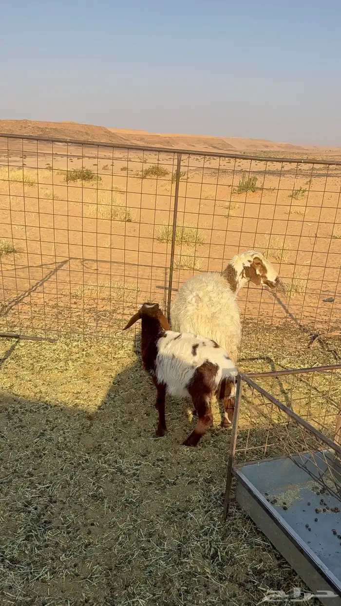 متبع نعيميه تحته طلي ذبيحه 4