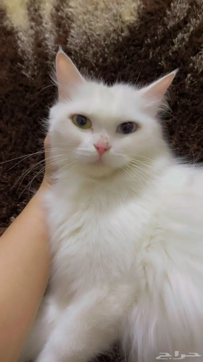 قطط لتبني محايل عسير 1