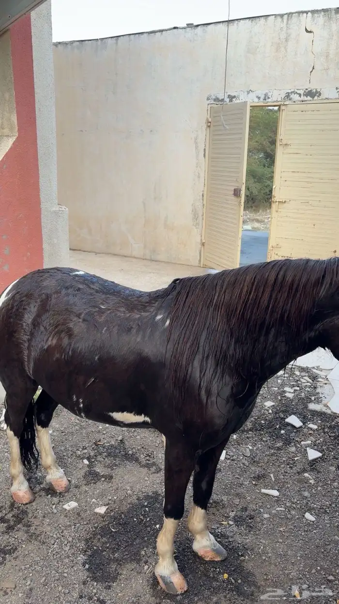 سيسيه للبيع سليمه شرط ماتشكي من اي شي العمر 7سنوات 2