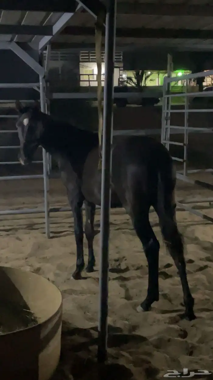 مهر جزيري جبر 3