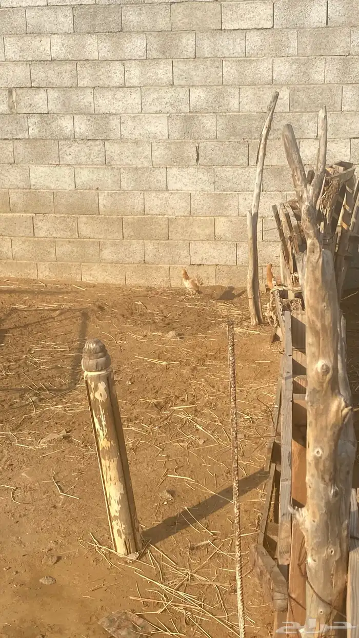 دجاج للبيع 8