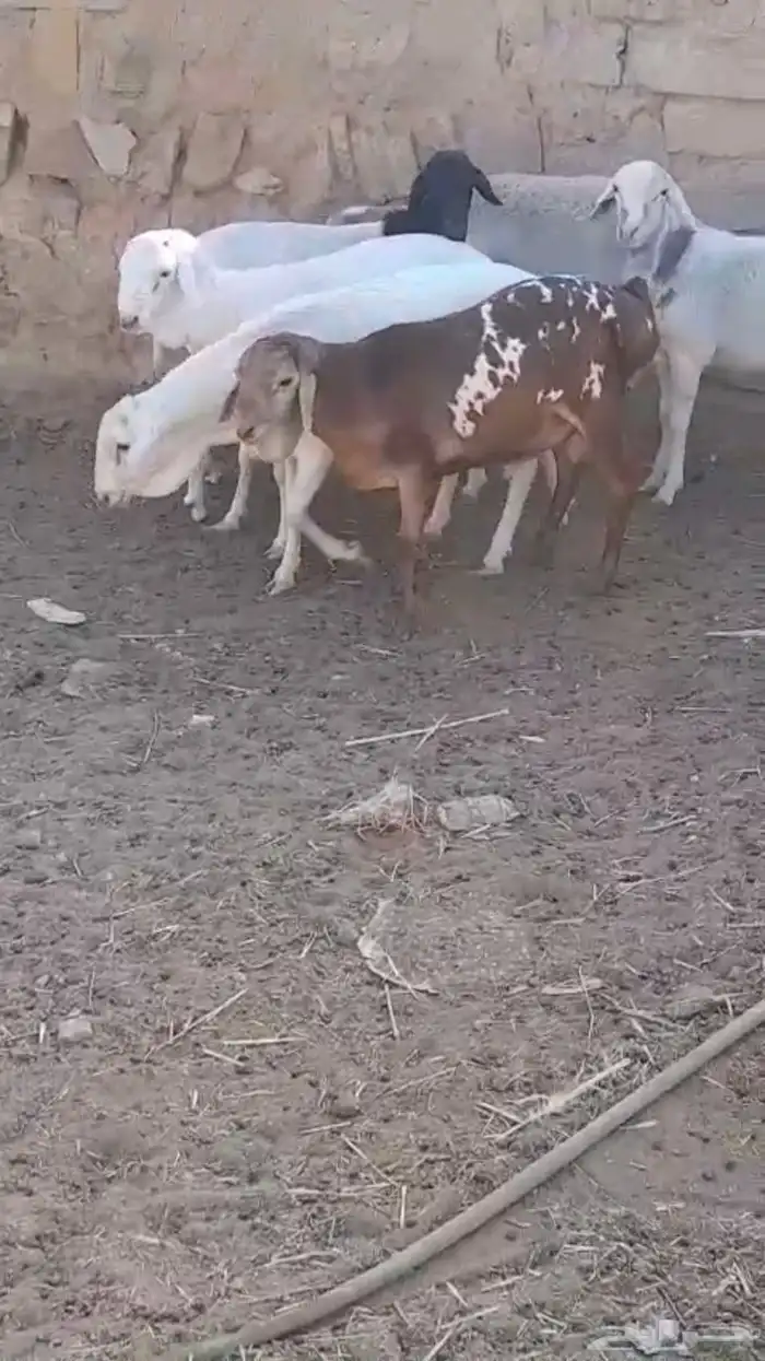 دوربر و برابر هجين بلدي بربري 4