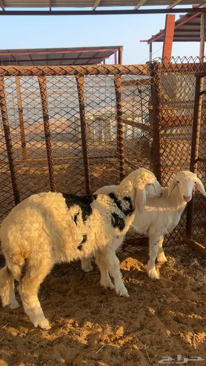 خروف ورخل حريات 1