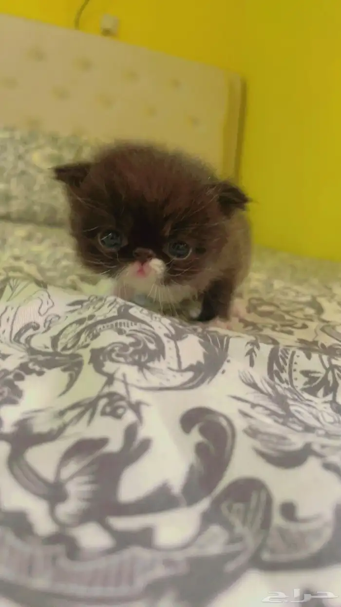 للبيع قطة الصغيرة نوع بيكي فيس العمر 60 يوم 5