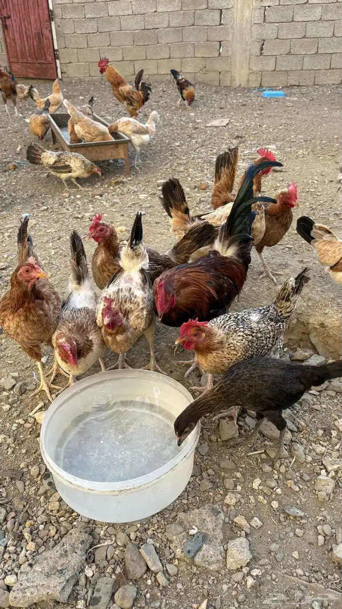 دجاج بلدي للبيع 3