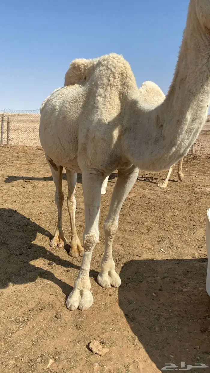 ناقة للبيع 0