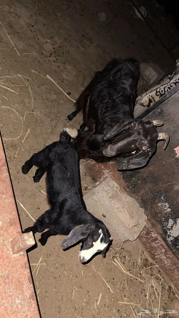 ماعز جنوبي 1