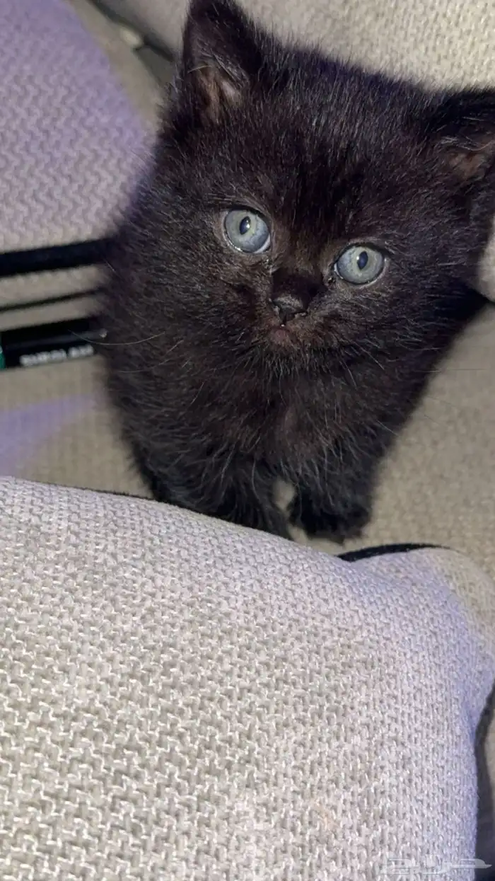 سكوتش شورت هير 3