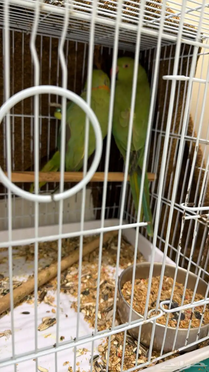 زوج ببغاء الدرة للبيع 0