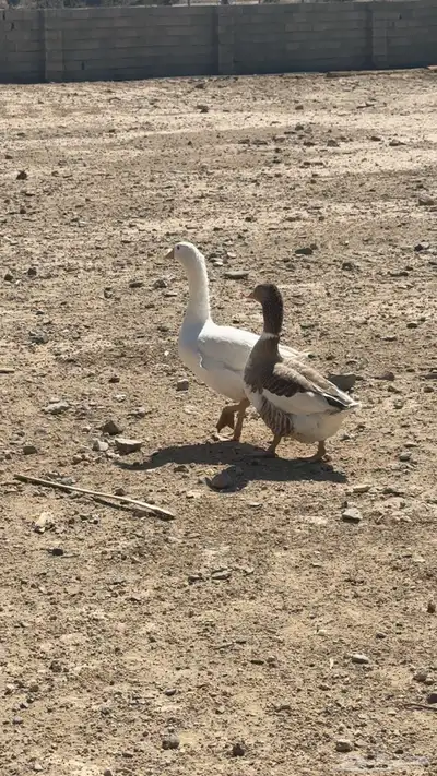 زوج وز   بط للبيع index