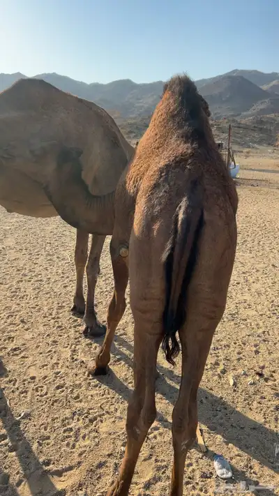 قعود على الحليب العمر 10شهور index