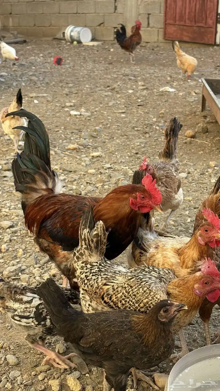 دجاج بلدي للبيع 6
