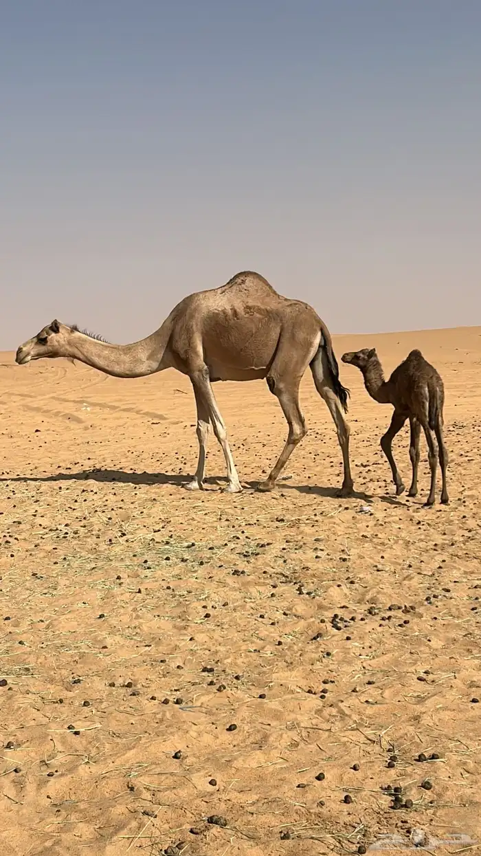 خلفة عليها قعود 1