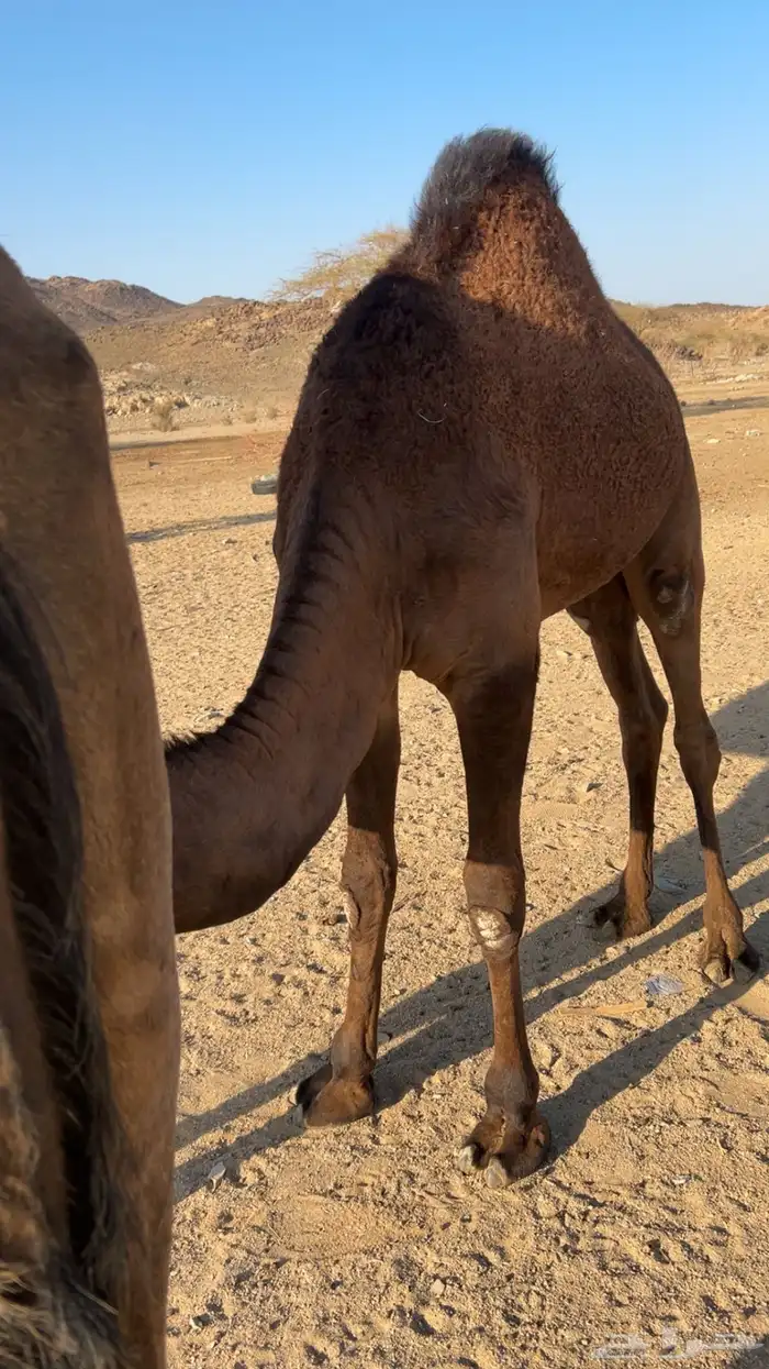 قعود على الحليب العمر 10شهور 0