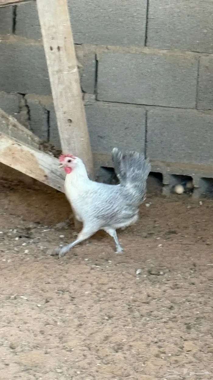 دجاج بياض وديوك 2