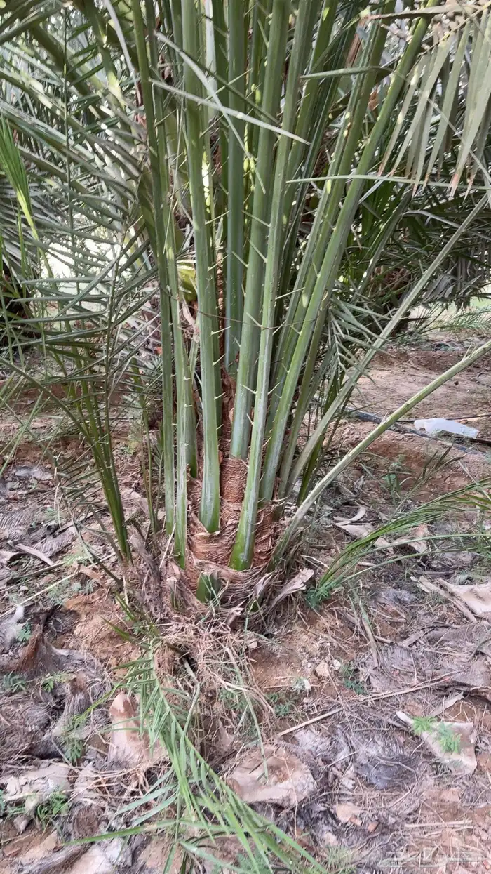 نخل مثمر بجميع أنواعه اخلاص برحي سكري مجدول وجميع انواع الن 15