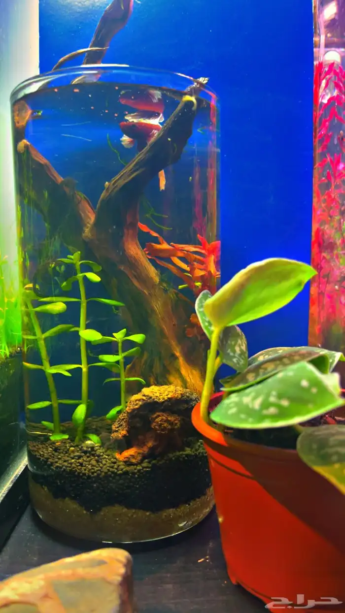 حوض مكتبي نهري 2