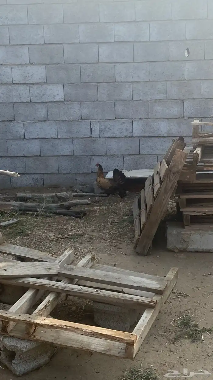دجاج للبيع 0