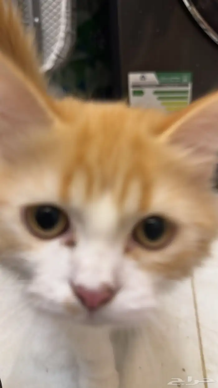 قطط هملايا 3