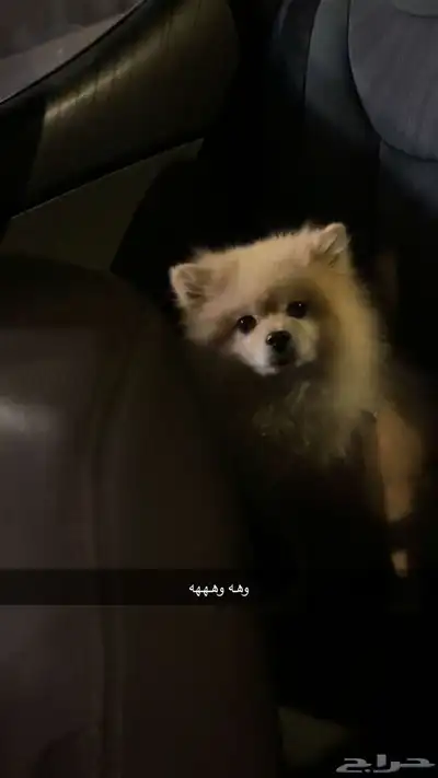 ذكر بوميرنيان تيدي فيس للبيع index