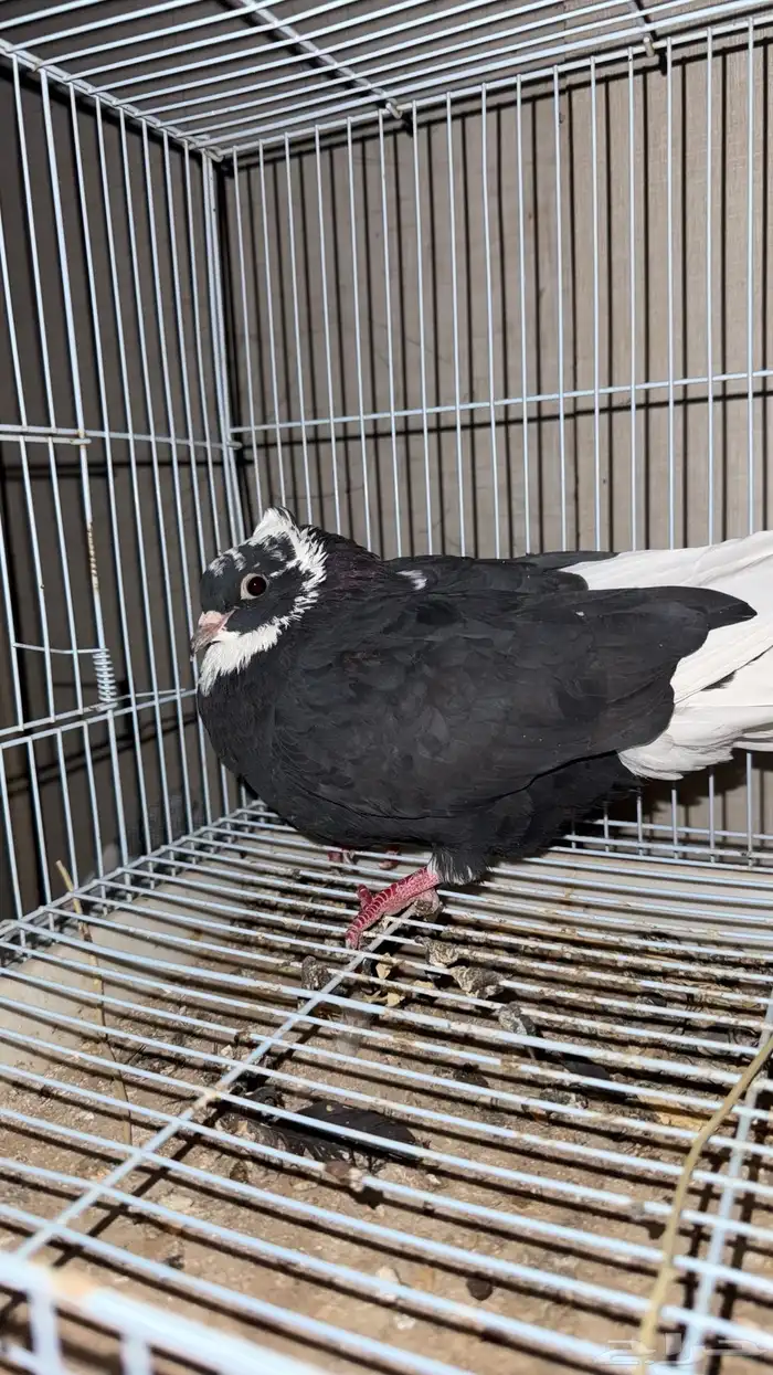 حمام قطيفي قلابي 0