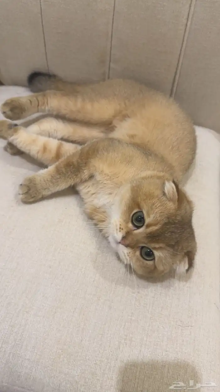 للبيع قط فولد سكوتش 0