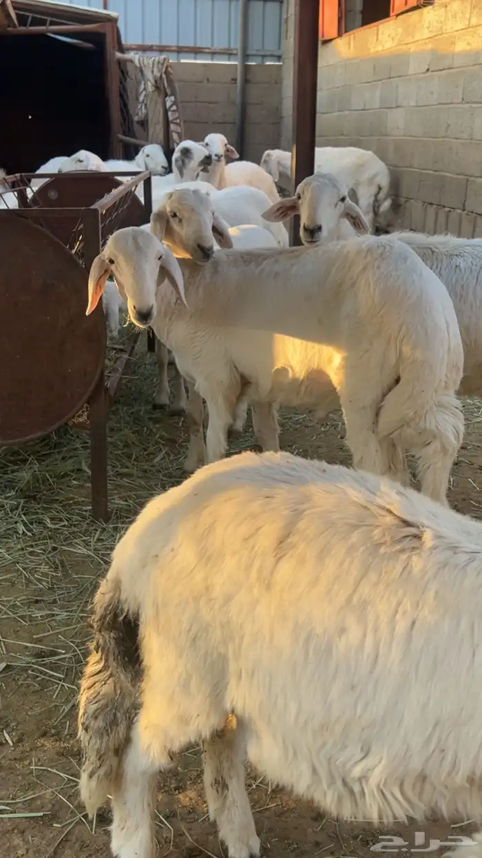 غنم عليها الكلام 0