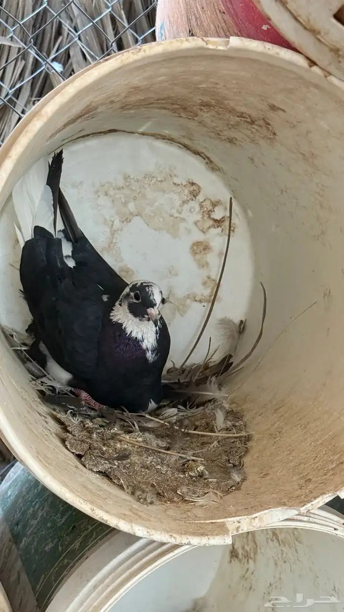 حمام قطيفي قلابي 9