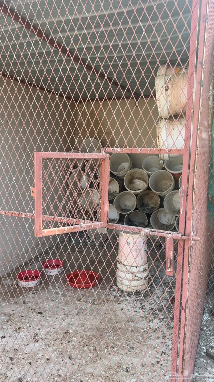 عشه حمام كامله مع سطول 1