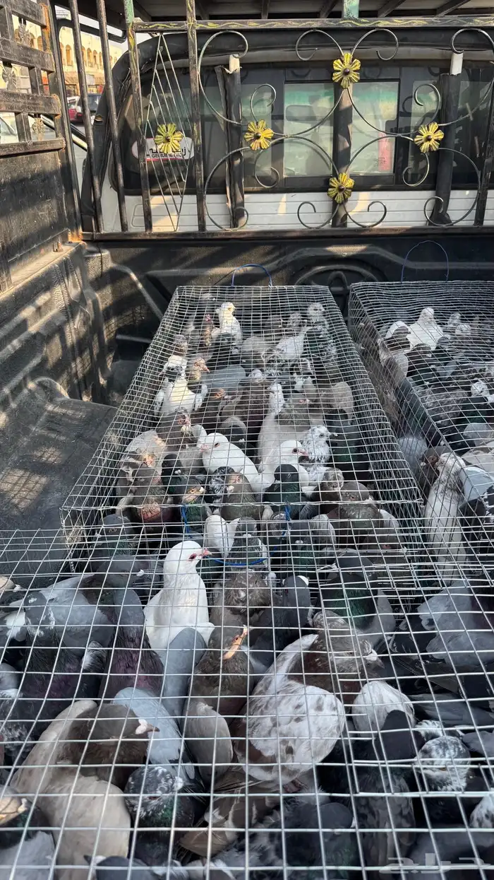 حمام فرنسي   زاجل 3