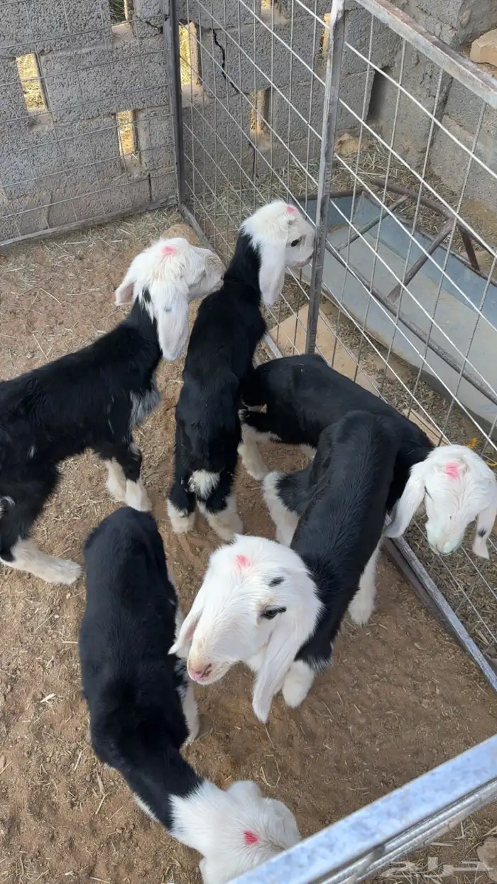 نجد دواغير 2