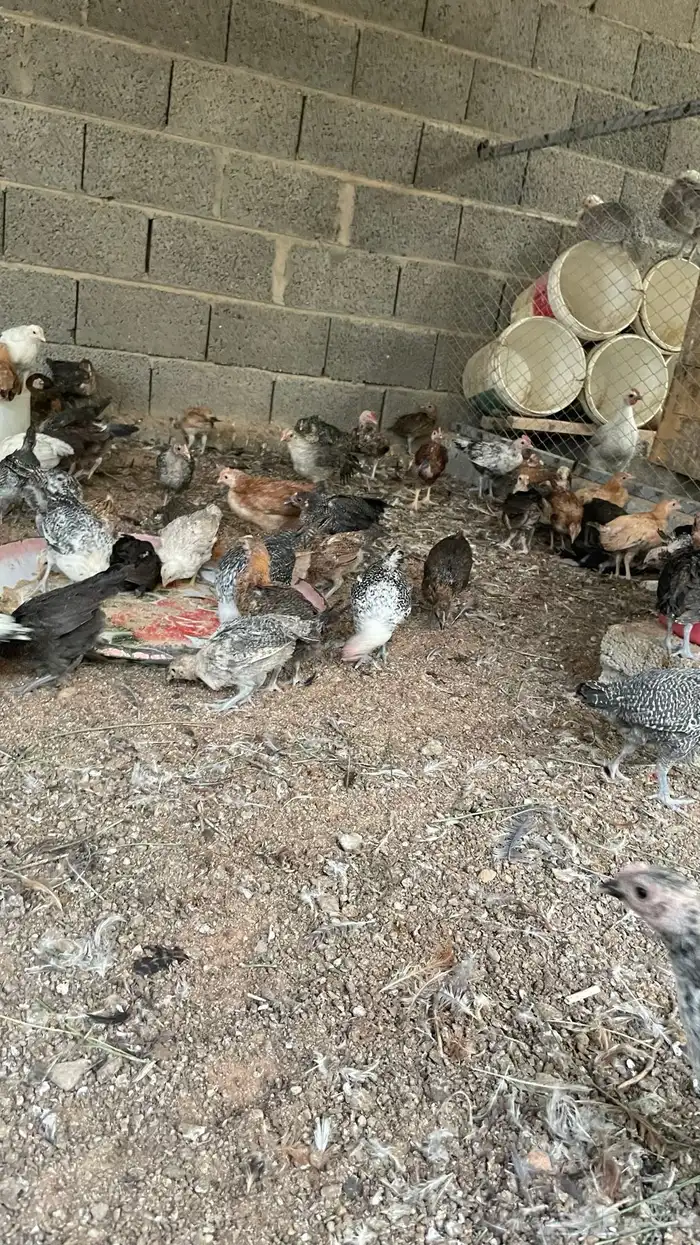 فروخ بلدي وفيومي عمر شهرين 12