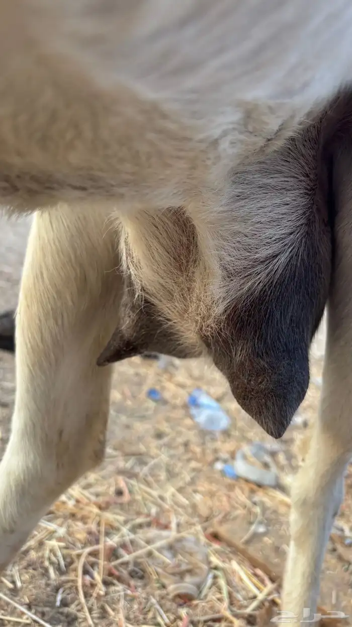 عنز بيشيه والد معه جفره 5